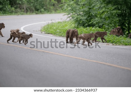 A flock of monkeys crossing the road with caution