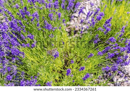 Fragrant blue lavender flowers blossoming on vast field in peaceful farmland
