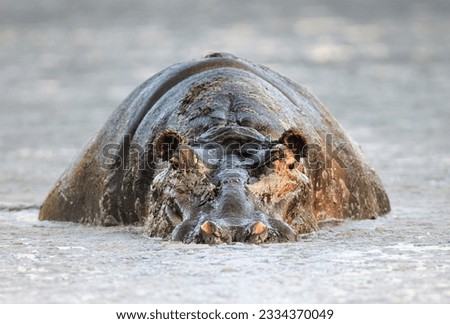 Hippopotamus full of decaying algea- Hippopotamus amphibius