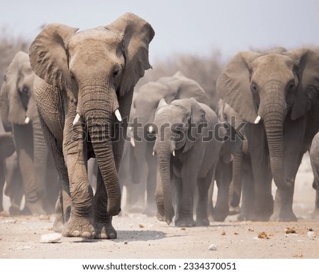 Large herd of elephants approaching over the dusty plains of Etosha