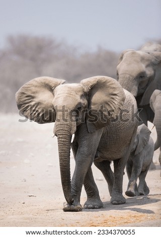 Elephant approaching over sandy plains with herd following in background