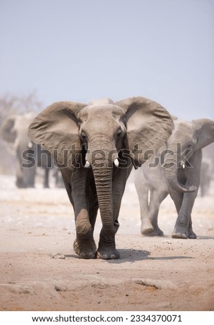 Elephant approaching over dusty sand with herd following in background