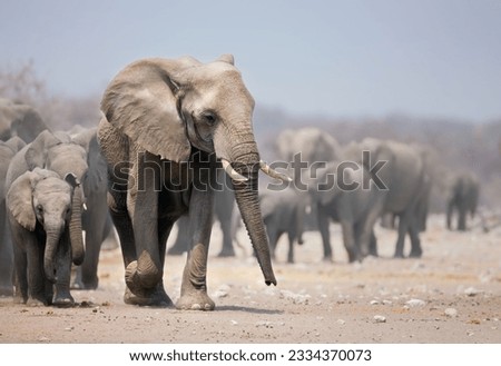 Elephant bull leading a large herd- African elephants- Loxodonta Africana