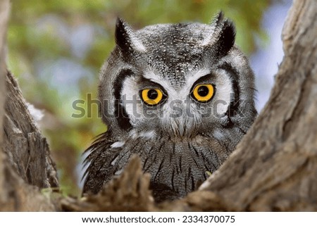 Close-up of a Whitefaced Owl- Otus Leucotis- South Africa