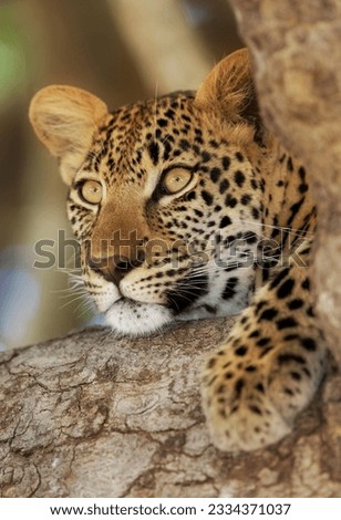 Close-up portrait of a leopard lying in a tree- Panthera pardus