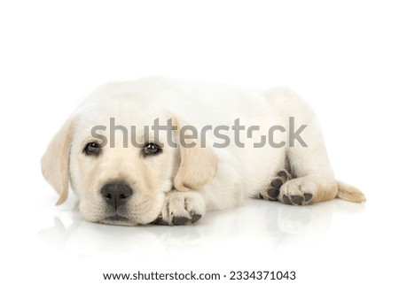 Adorable Labrador retriever puppy against white background