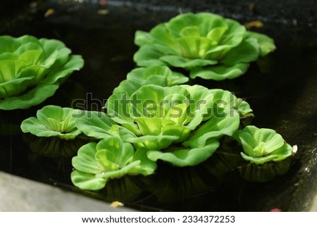 Green leaves of ornamental plants growing in water