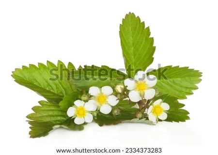 Strawberry plant in flower isolated over white background.