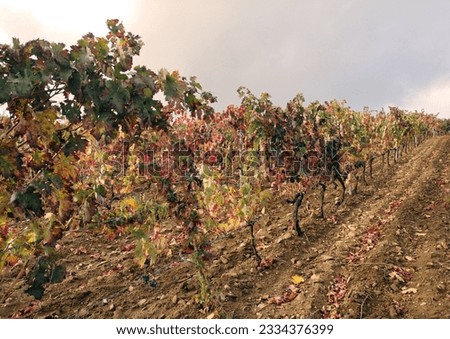 Autumn image of the vineyards of Salamanca, made with a diffusing filter to soften the image, Salamanca, Castilla y León, Spain, Royalty-Free Stock Photo #2334376399