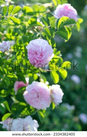 Blurred image of a bush with delicate pink roses. Floral background.