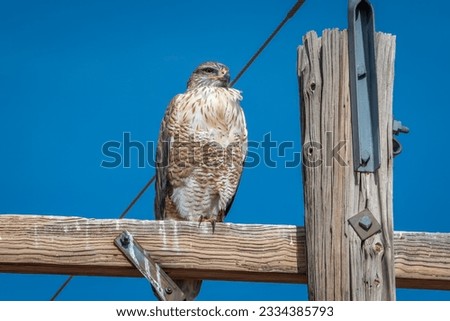A beautiful Ferruginous Hawk perching on a utility pole in early winter in the Colorado prairie.