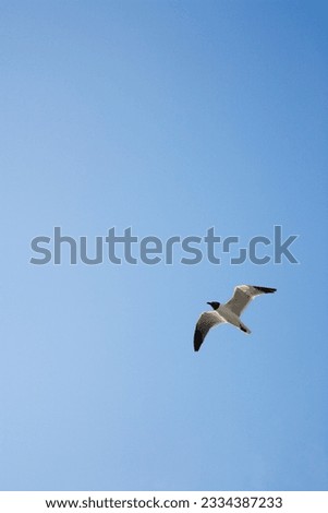 Black-headed Gull in flight on Bald Head Island, North Carolina.