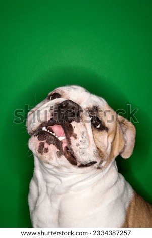 Close-up of English Bulldog on green background.