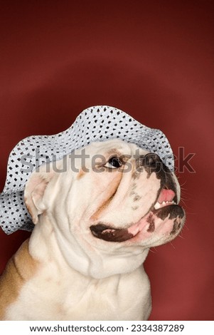 Close-up of happy English Bulldog looking upward and wearing a bonnet.