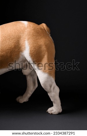 Rear legs of English Bulldog standing on grey background.