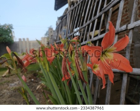The flowers in the garden next to the house are attached near the bamboo fence.