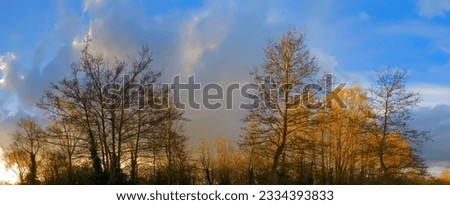 trees in a forest at sunset