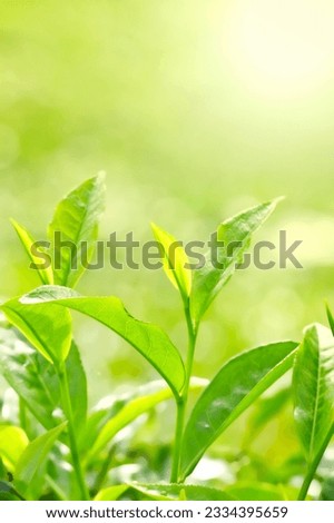 Tea Leaf with Plantation in the Background -Morning-