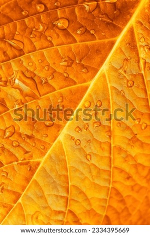 Close up of Autumn Leaf with water drop