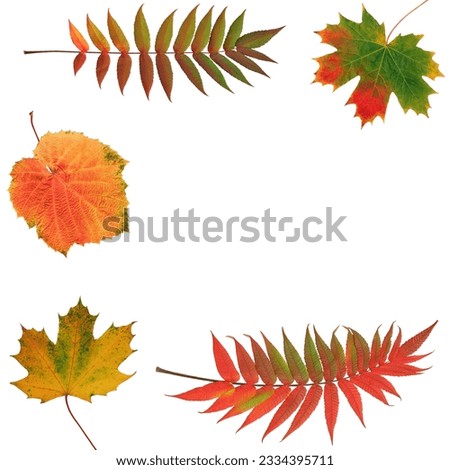 Autumn leaf design, of rowan, grape and maple leaves in an abstract frame design. Over white background.