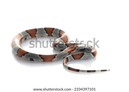 Gray Banded Snake against a white background.