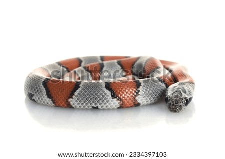 Gray Banded Snake coiled against a white background.