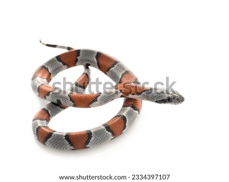 Gray Banded Snake in a pretzel shape.