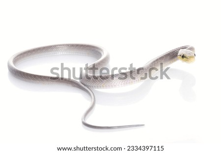 Silver phase Red-tailed Rat Snake against a white background.