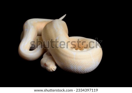 Lesser Bee Ball Python against a black background.