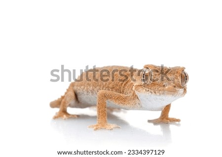 Helmeted Gecko against a white background.