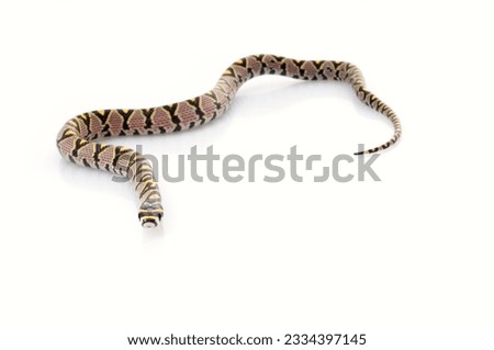 Mandarin Rat Snake against white background.