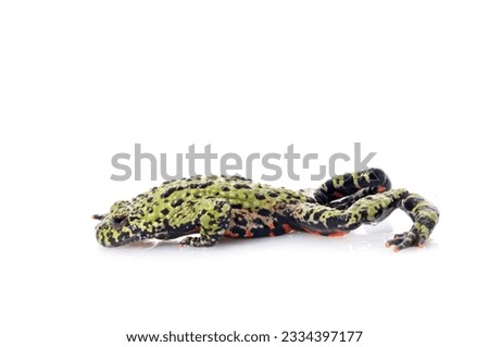 Fire Belly Toad against a white background.