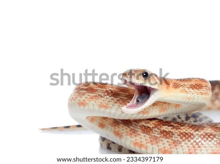 Cape Gopher Snake -Pituophis catenifer vertibralis- mouth open in attack position.