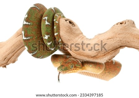 Emerald Tree Boa -female- on a branch against a white background.
