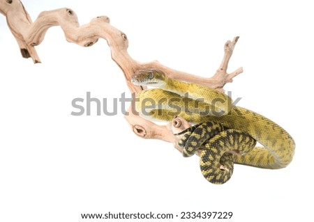 Molluan Amethystine Python -male- on a branch against a white background.