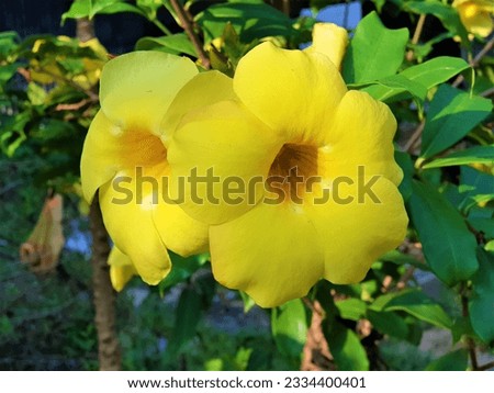 Allamanda cathartica Flower in Bangladesh.Natural Beauty of Bangladesh