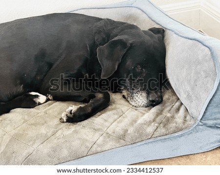 Black Labrador sleeping on a white bed