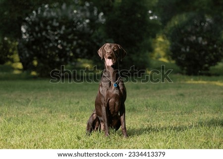 German Shorthaired Pointer sitting on lawn in park Royalty-Free Stock Photo #2334413379