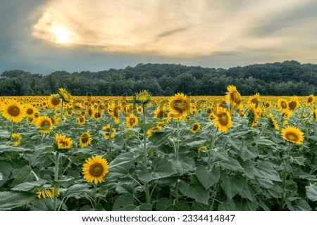 Endless yellow and green sunflower field in the Weldon Springs Conservation Area in St. Charles, Missouri. Bright yellow sunflowers against a cloudy purple and orange sky at sunset. Royalty-Free Stock Photo #2334414847