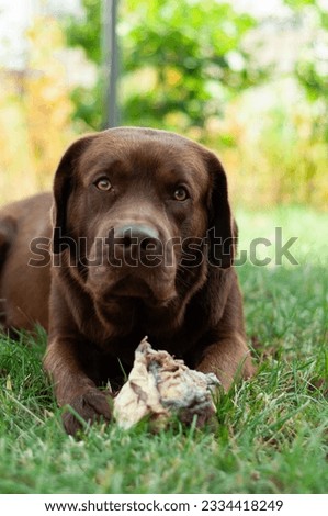 Adorable brown LABRADOR RETRIEVER dog cute friend