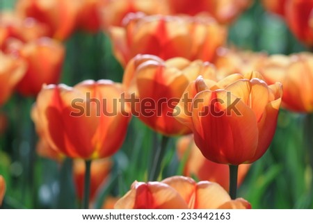 beautiful orange tulips - colorful and vibrant scene 