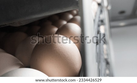 Close up the eggs on the trolley ready for incubation.Hatching Eggs Background.


