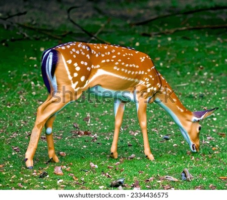 Nature's Symphony Colorful Deer and Tranquil Tree Leaf Stock Photo High quality picture	