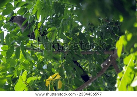 Nature's Symphony Unkown unique Colorful Birds and Tranquil Tree Leaf Stock Photo High quality picture