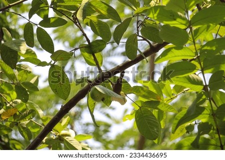 Nature's Symphony Colorful Squirrel Birds and Tranquil Tree Leaf Stock Photo High quality picture