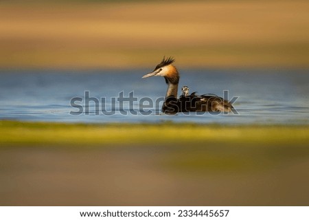 Duck family. The mother duck carries her babies on her back. Colorful nature background. Great Crested Grebe. (Podiceps cristatus).
