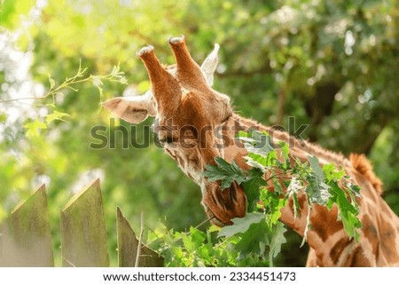 giraffe eating green leaves, african animal with long neck.