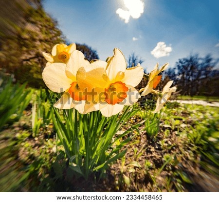 Bright morning view of blooming narcissus (Narcissus poeticus) flowers at April. First spring flowers blooming in the garden. Beautiful floral background. Anamorphic macro photography.