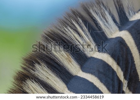 Zebra mane close up photograph