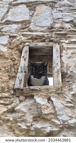 CAT LOOKING THROUGH THE OLD WALL WINDOW